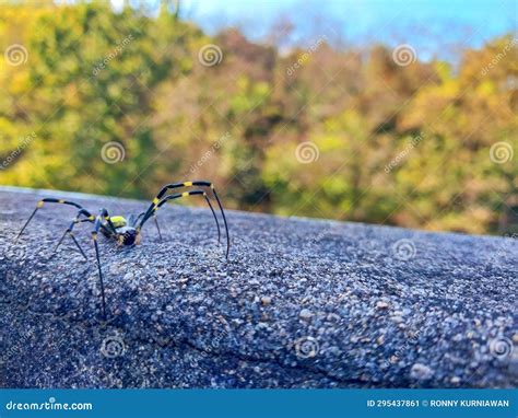 Spiders that Walk on the Walls, Beautiful Spider Background Stock Image - Image of beauty ...