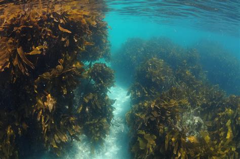 Kelp Forest Ecosystem