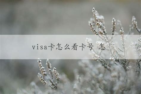visa卡怎么看卡号 怎样查询Visa卡的卡号-果冻财经网