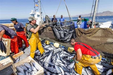 联合国粮农组织发布研究报告称全球渔获量创新高 但浪费与过度捕捞成隐忧