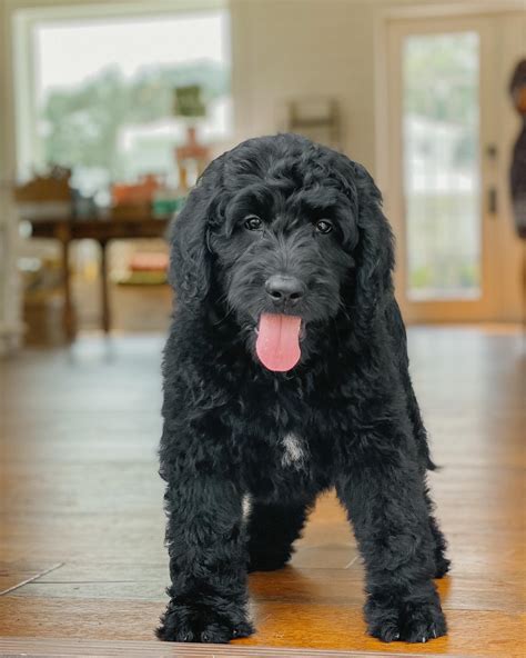 Black Golden Doodle