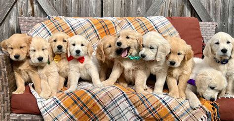 Griffins Goldens - Golden Retriever Puppies for Sale in Cuddebackville ...
