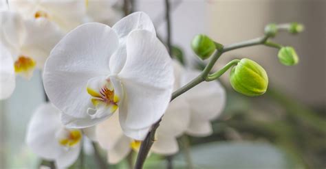 Phalaenopsis amabilis: Guía definitiva de cuidados, reproducción y ...