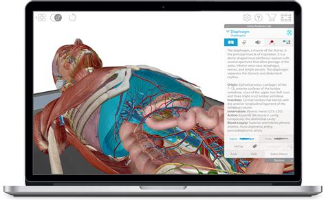 Visual Body 3d Anatomy