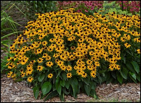 LITTLE GOLD STAR BLACK EYED SUSAN – Hinsdale Nurseries – Welcome to ...