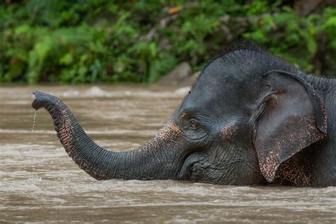 Asian Elephant Facts, History, Useful Information and Amazing Pictures