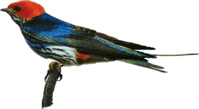 বাংলার ৭০ টি চেনা অচেনা পাখীর নাম ও ছবি - All birds of Bengal with name ...