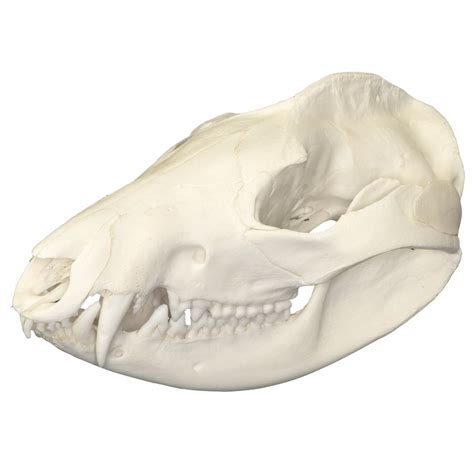 Real American Opossum Skull For Sale – Skulls Unlimited International, Inc.