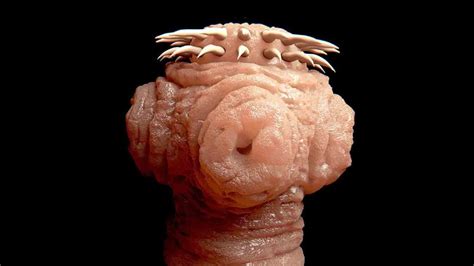 Some Doctors are concerned about bizarre Fox Tapeworm contamination ...