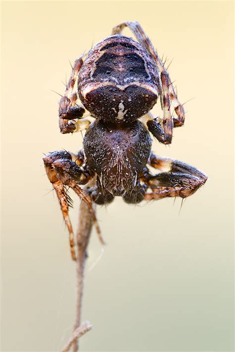 Image result for Volles Programm