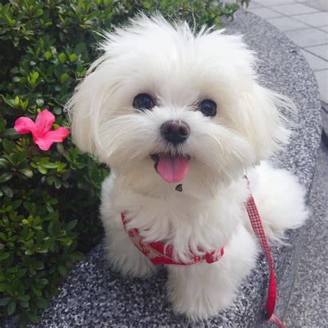 Simply Adorable! - Cute Maltese Puppy