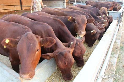 2022年梨树县肉牛饲养量达到58.8万头，同比增长64%|合作社_新浪新闻
