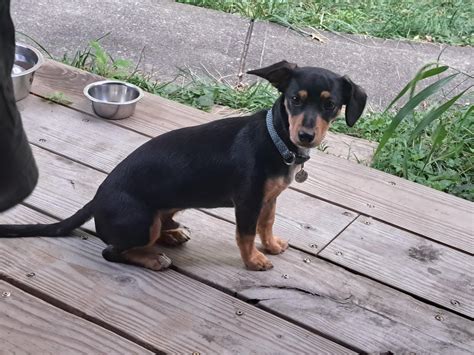 Doberman Dachshund Mix