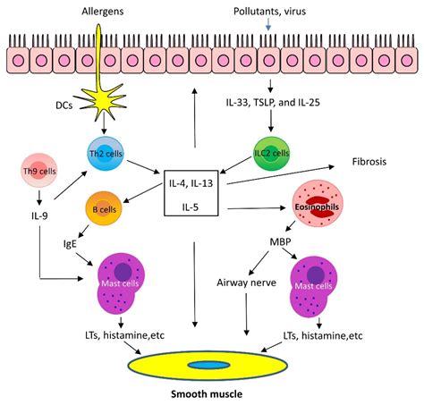 Current Understanding of Asthma Pathogenesis and Biomarkers