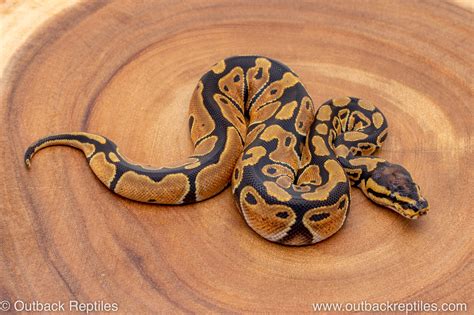 Wild Ball Python 的图像结果