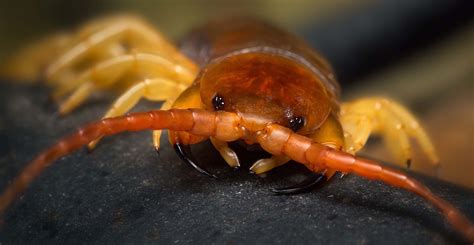 Giant Centipede Fangs