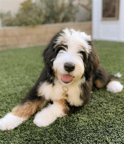 Reviews — Rocky Road Doodles