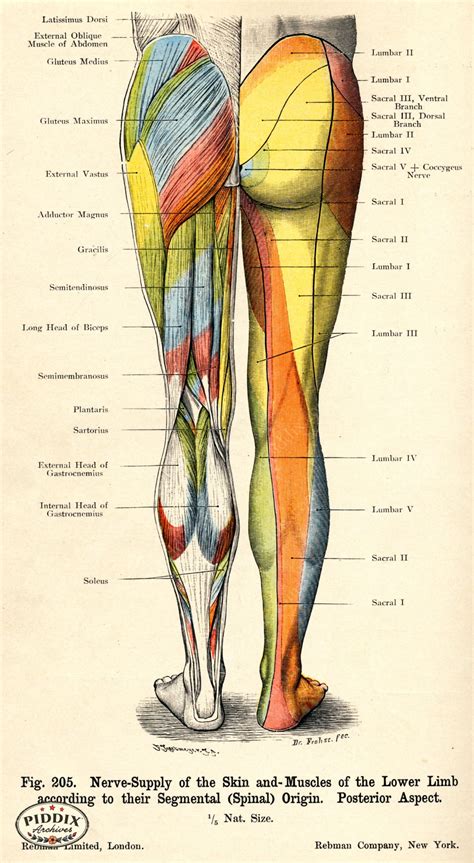 PDXC7216 -- Human Anatomy Male Lower Limb Posterior - piddix