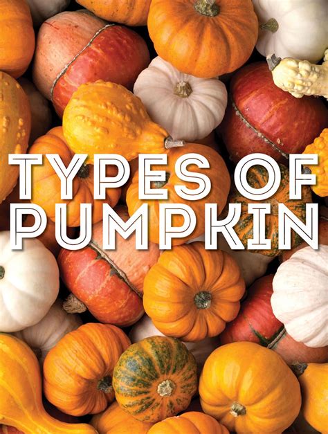 22 Types of Pumpkin From A to Z (With Photos!) | Live Eat Learn
