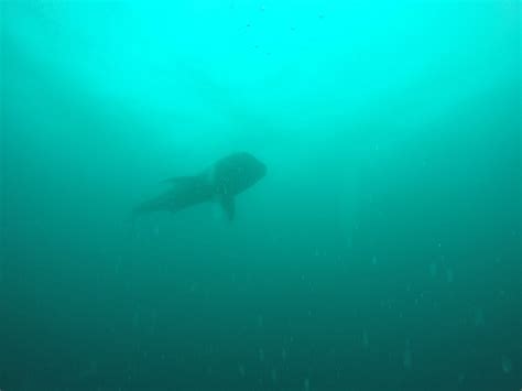 FUN DIVE ASIA (2025) All You Need to Know BEFORE You Go (with Photos ...