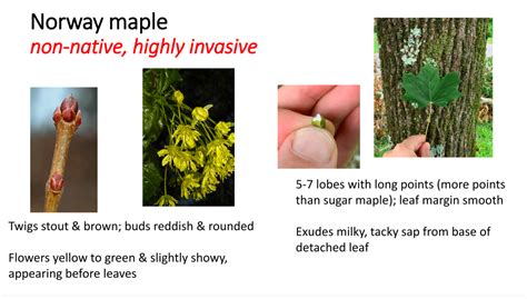 Image result for Maple Tree Identification Guide