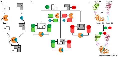 A Split-Luciferase Reporter Recognizing GFP and mCherry Tags to ...