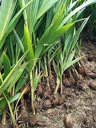 Trothic Gardens Dwarf rare Sannangi Coconut Fruit Tree Live Plant ...