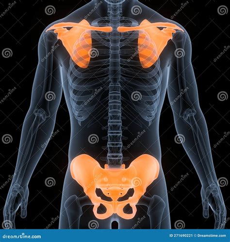 Human Skeleton System Pectoral and Pelvic Girdle Bone Joints Anatomy Stock Illustration ...