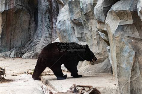 动物园里的一只大黑熊高清图片下载-正版图片504398154-摄图网