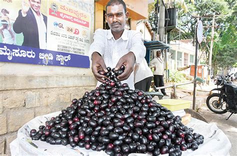 Image result for Java Plum Fruit Tree