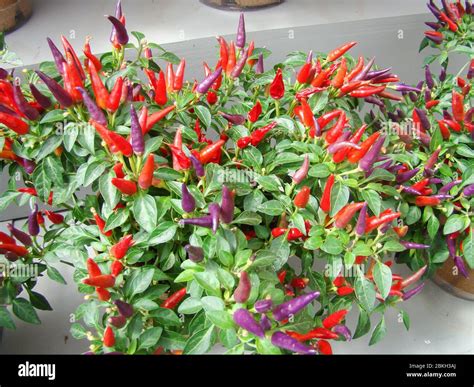 Hot Ornamental Pepper Plants