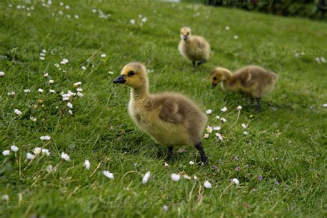 Canada goose chicks 46814553 Stock Photo at Vecteezy