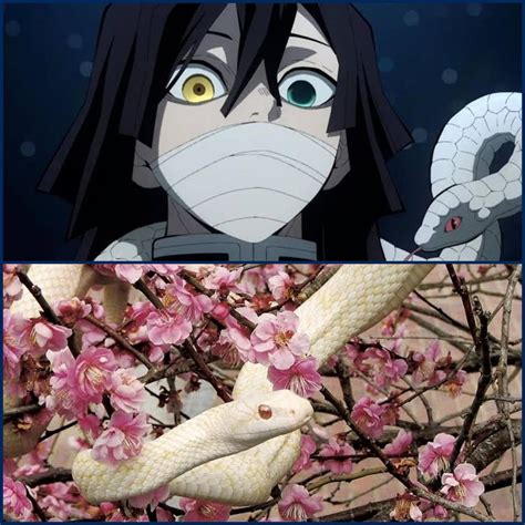 Obanai's White Snake: It is believed in Japan that it gives you good ...