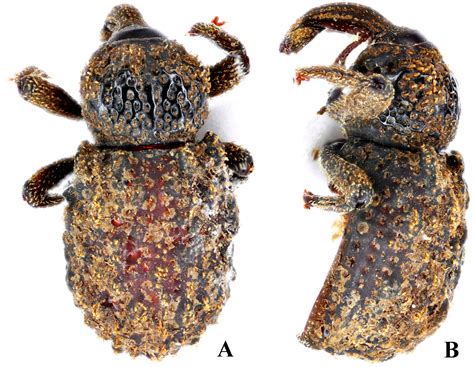 Anchonini in Africa: New Species and Genus Confirming a Transatlantic ...