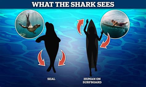 Shark Attack Humans