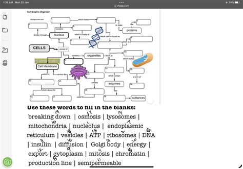 [Solved] Cell graphic organizer | Course Hero