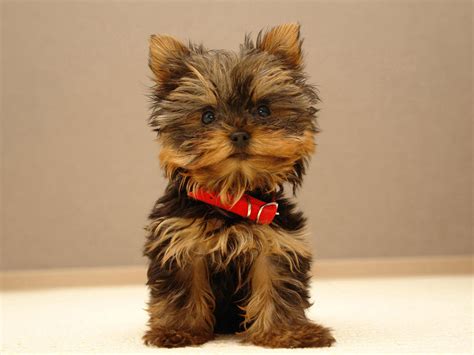 Yorkshire Terrier Breed Guide - Learn about the Yorkshire Terrier. - lifespan of yorkshire terrier