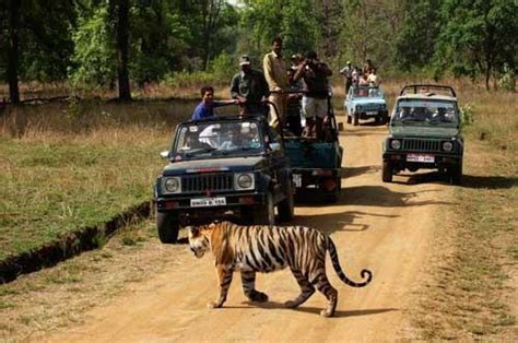 Pench Fun Tour with 01 Jeep Safari