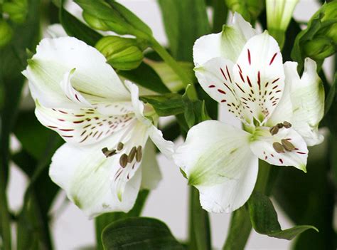 Flores La Vereda de México - ppfam.com