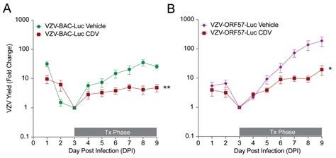 Development of Robust Varicella Zoster Virus Luciferase Reporter ...