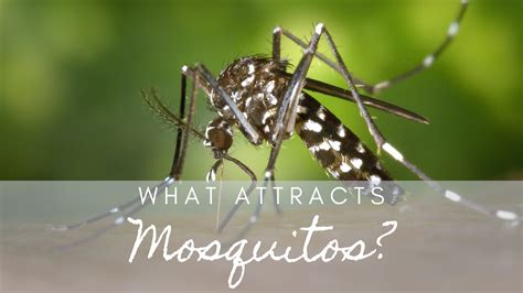 What Attracts Mosquitoes To Humans? - Science Trends