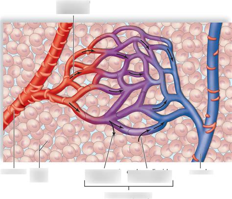 Regulation of Tissue Fluid Composition Diagram | Quizlet