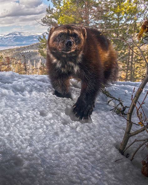 Press Release: Wolverines listed as “threatened” under Endangered Species Act after 20-year ...