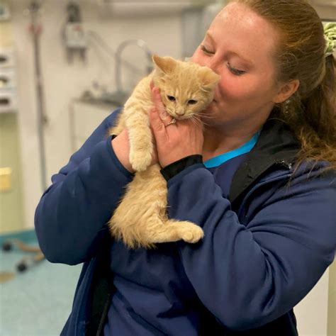 Veterinarian & Animal Hospital in Millis, MA