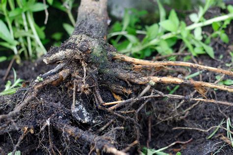 Image result for Root Rot Plum Tree