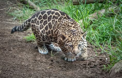 Image result for Jag Python Baby