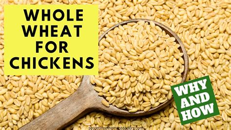 Can Chickens Eat Rolled Oats : Secret Life of Homesteaders