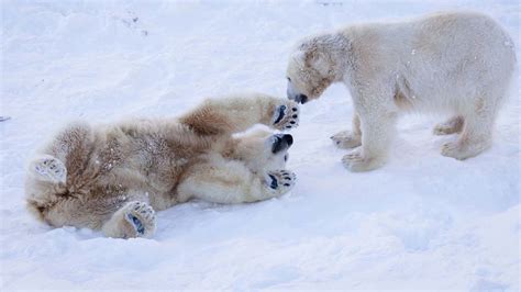 Polar Bear Ranua Zoo 的图像结果