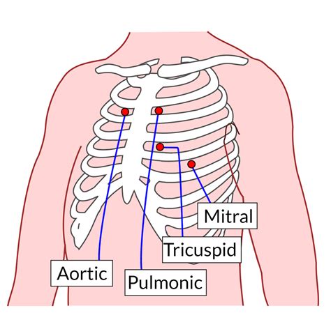 Cardiovascular System - Medpath