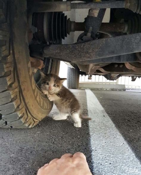一个男孩在一辆卡车下面发现了一只吓坏了的小猫咪|ZZXXO